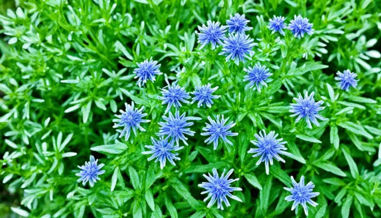 Ruta graveolens