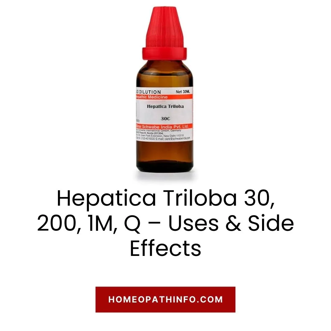 Hepatica Triloba 30, 200, 1M, Q – Uses & Side Effects: Unveiling Nature's Healing Secret 1 Hepatica Triloba 30, 200, 1M, Q – Uses & Side Effects Unveiling Nature’s Healing Secret