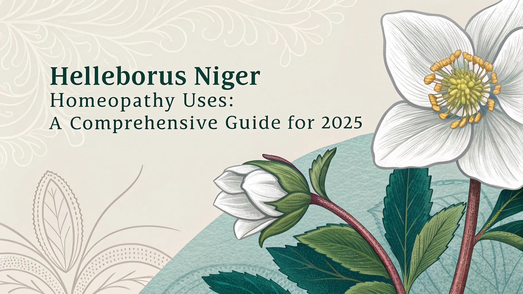 helleborus niger homeopathy uses a comprehensive